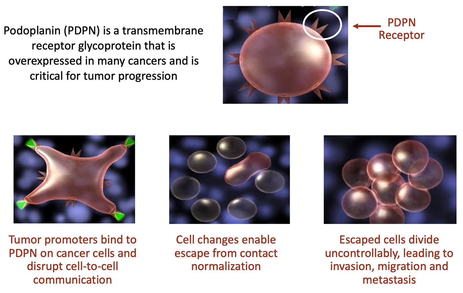 Cancer Overrides Contact Normalization
