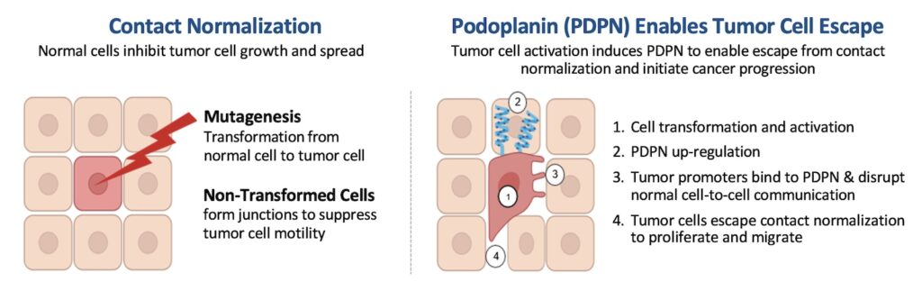 Tumor Cell migration and survival