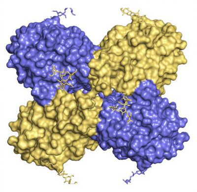 MASL molecular structure model upscale MASL molecular structure model