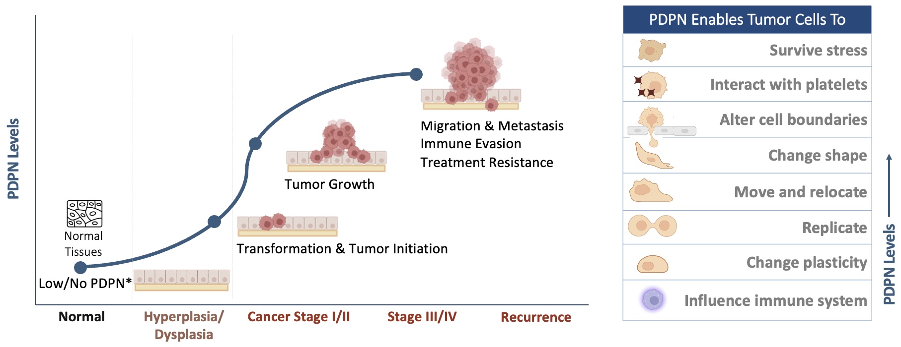 Podoplanin: Transmembrane Glycoprotein Receptor Tumor Cell migration and survival
